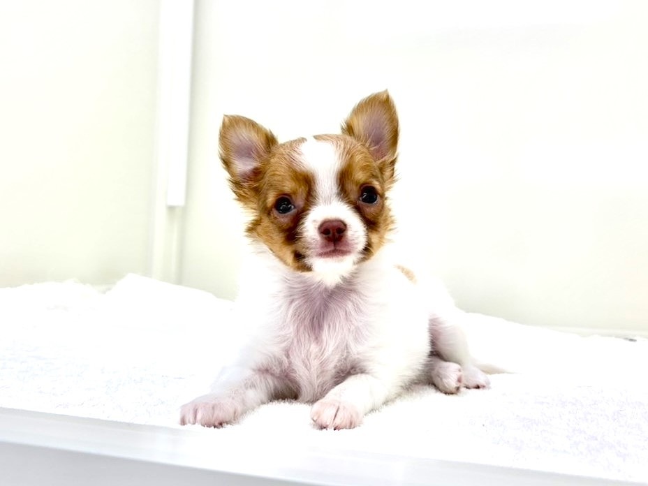 東京都のチワワ(ロング) (かねだい本町田店/2025年10月1日生まれ/男の子/ホワイトフォーン)の子犬の4枚目の画像