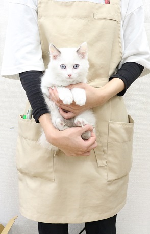 神奈川県のラグドール (かねだい伊勢原店/2025年9月23日生まれ/男の子/ブルーポイントバイカラー)の子猫