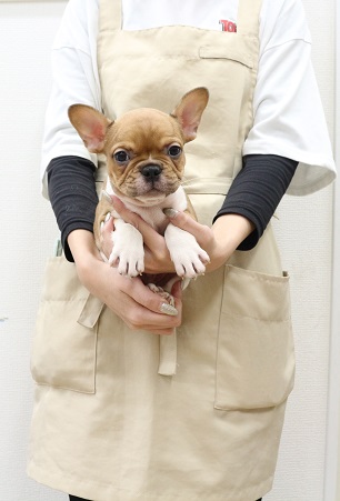 神奈川県のフレンチブルドッグ (かねだい伊勢原店/2025年10月4日生まれ/男の子/フォーンホワイト)の子犬
