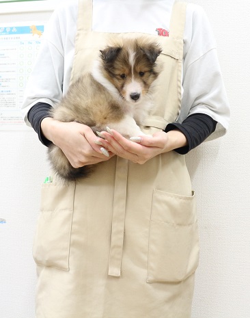 神奈川県のシェットランドシープドッグ (かねだい伊勢原店/2025年10月3日生まれ/男の子/セーブルホワイト)の子犬
