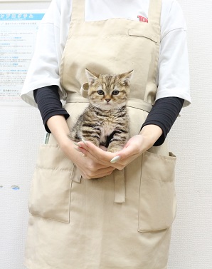 神奈川県のマンチカン (かねだい伊勢原店/2025年10月3日生まれ/女の子/ブラウンタビー)の子猫