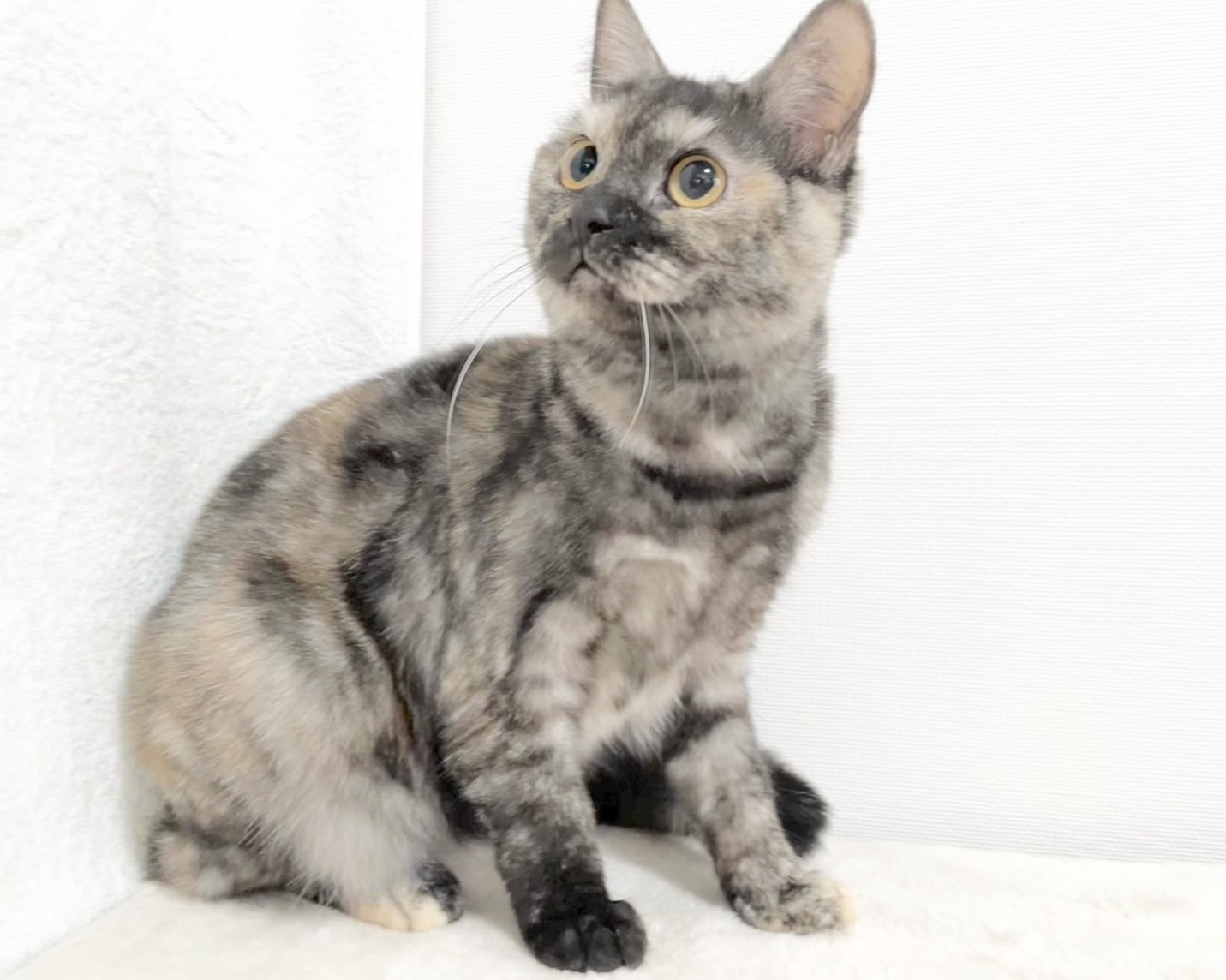 群馬県のマンチカン (かねだいペットトライアル桐生/2025年4月21日生まれ/女の子/トーティーシェル)の子猫の2枚目の画像