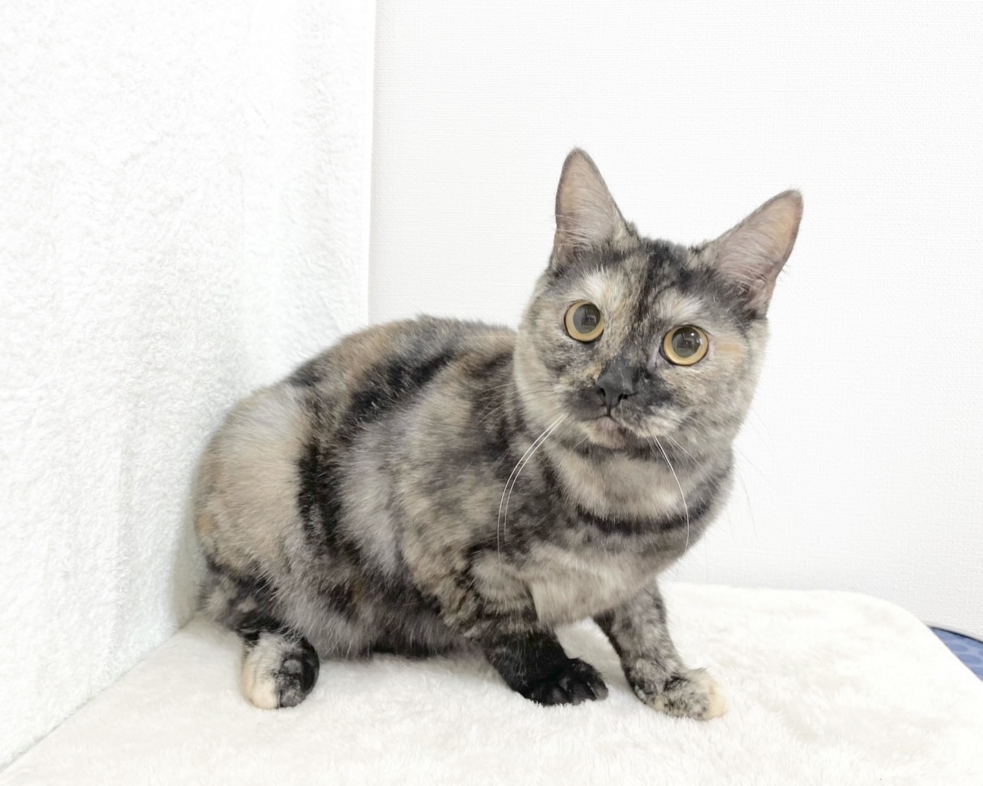 群馬県のマンチカン (かねだいペットトライアル桐生/2025年4月21日生まれ/女の子/トーティーシェル)の子猫の3枚目の画像