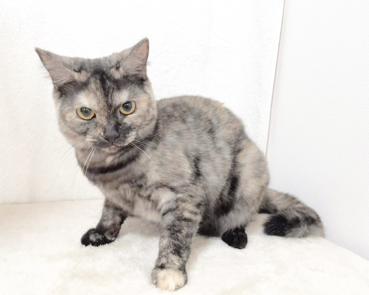 群馬県のマンチカン (かねだいペットトライアル桐生/2025年4月21日生まれ/女の子/トーティーシェル)の子猫の4枚目の画像