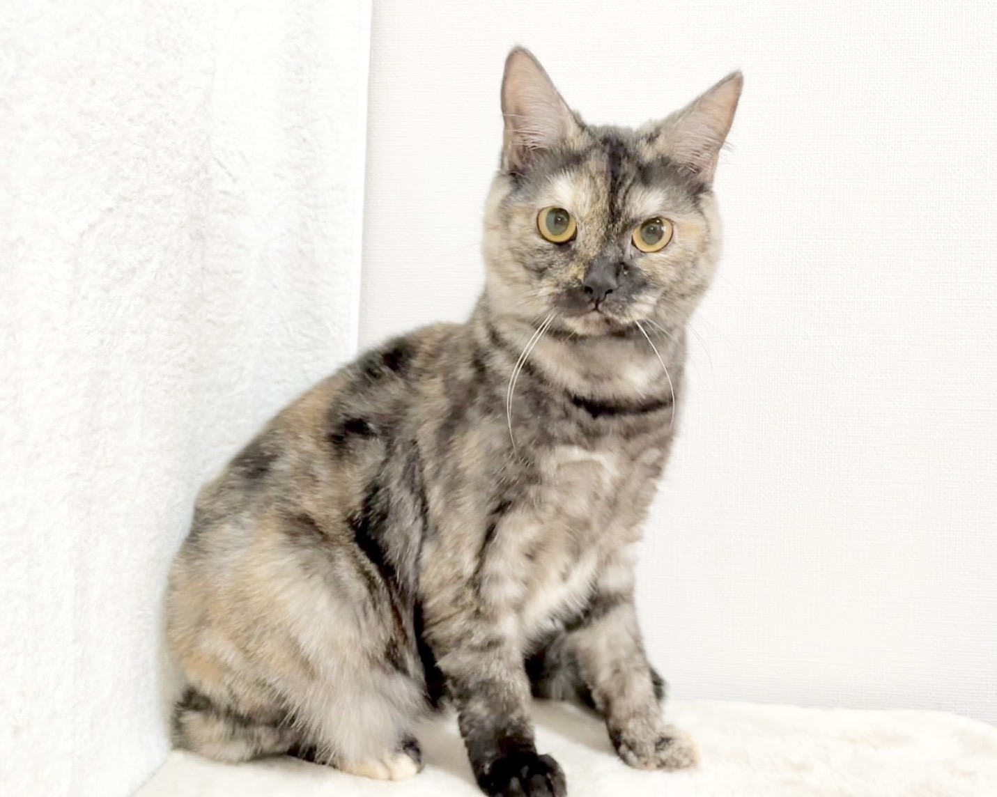群馬県のマンチカン (かねだいペットトライアル桐生/2025年4月21日生まれ/女の子/トーティーシェル)の子猫の1枚目の画像
