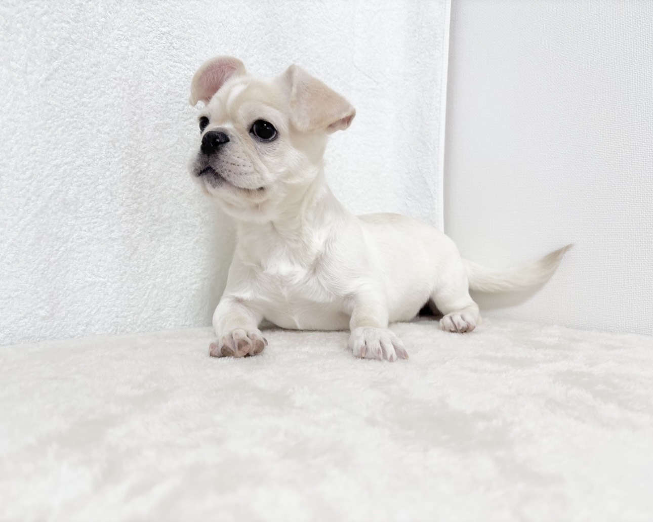 群馬県のペキニーズ×フレンチブルドッグ (かねだいペットトライアル桐生/2025年8月4日生まれ/女の子/ホワイト)の子犬の2枚目の画像