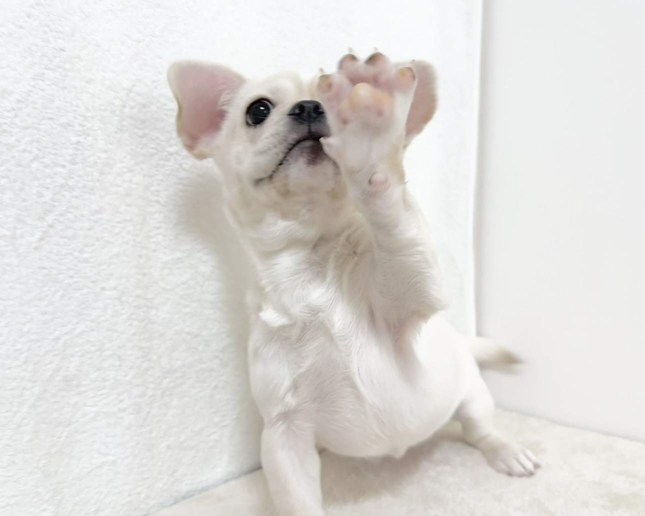 群馬県のペキニーズ×フレンチブルドッグ (かねだいペットトライアル桐生/2025年8月4日生まれ/女の子/ホワイト)の子犬の4枚目の画像