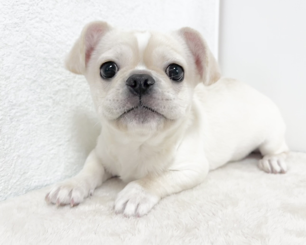 群馬県のペキニーズ×フレンチブルドッグ (かねだいペットトライアル桐生/2025年8月4日生まれ/女の子/ホワイト)の子犬の1枚目の画像