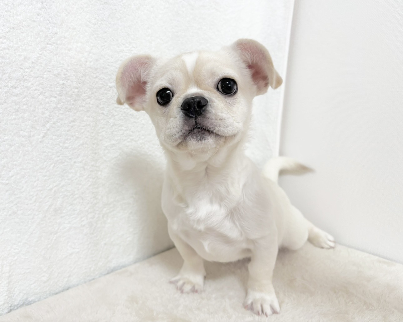 群馬県のペキニーズ×フレンチブルドッグ (かねだいペットトライアル桐生/2025年8月4日生まれ/女の子/ホワイト)の子犬の3枚目の画像