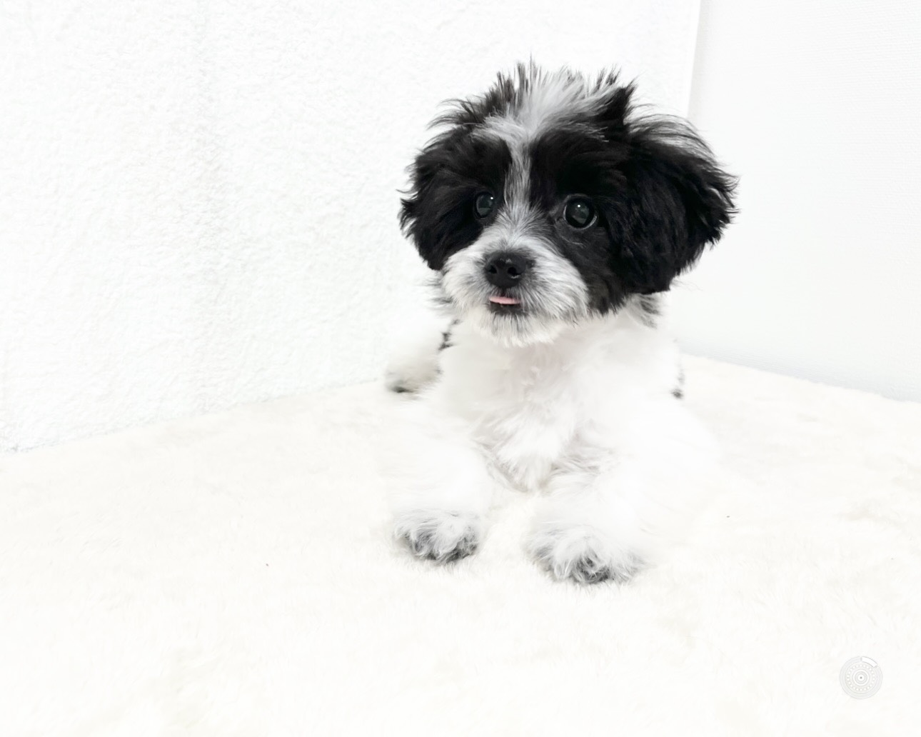 群馬県のチワマル/マルチワ(チワワ×マルチーズ) (かねだいペットトライアル桐生/2025年8月18日生まれ/女の子/ホワイトブラック)の子犬の4枚目の画像