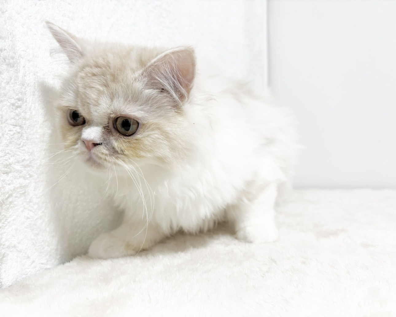 群馬県のラガマフィン (かねだいペットトライアル桐生/2025年6月6日生まれ/男の子/クリームタビーホワイト)の子猫の3枚目の画像