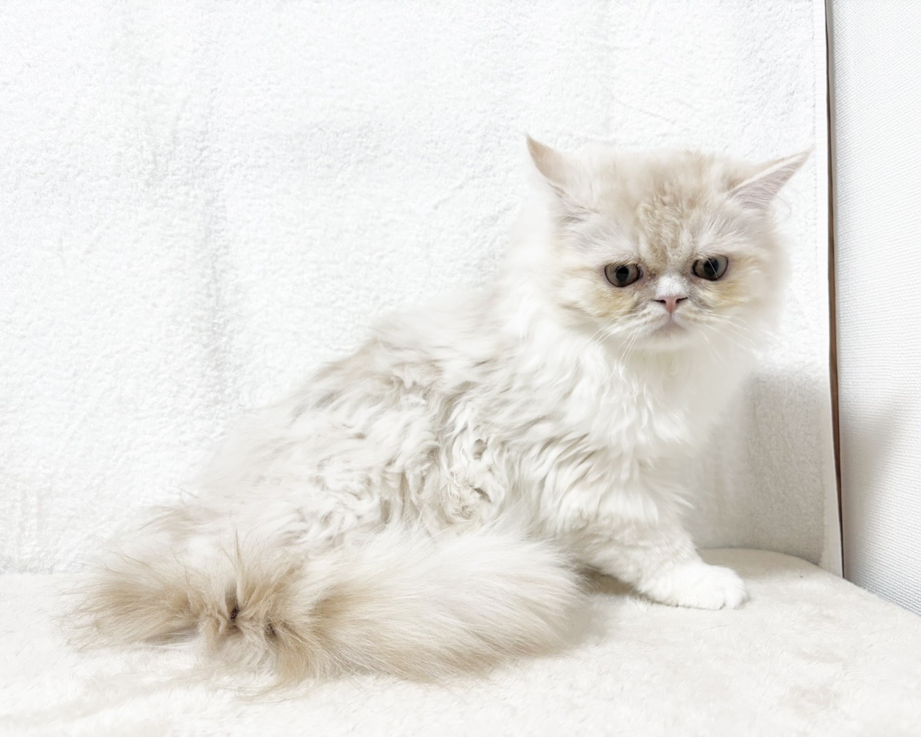 群馬県のラガマフィン (かねだいペットトライアル桐生/2025年6月6日生まれ/男の子/クリームタビーホワイト)の子猫の1枚目の画像