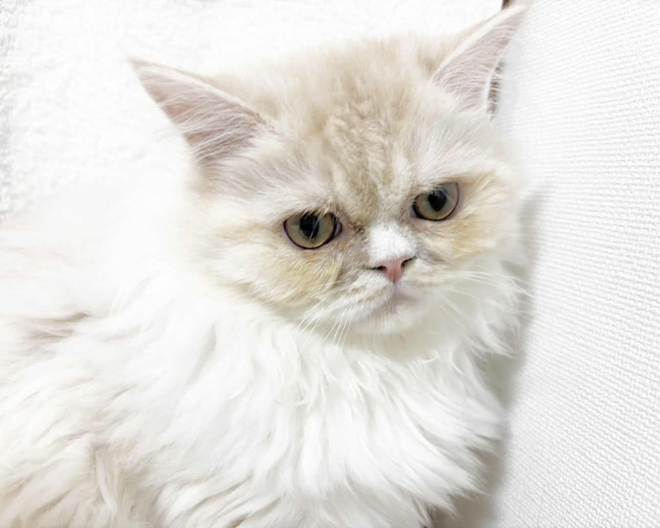 群馬県のラガマフィン (かねだいペットトライアル桐生/2025年6月6日生まれ/男の子/クリームタビーホワイト)の子猫の4枚目の画像