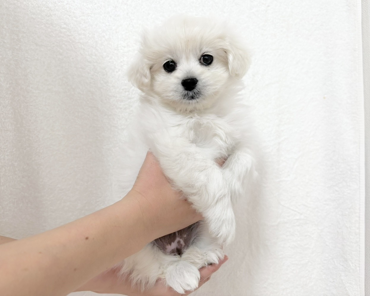 群馬県のペキプー(ペキニーズ×プードル) (かねだいペットトライアル桐生/2025年9月30日生まれ/女の子/ホワイト)の子犬の1枚目の画像