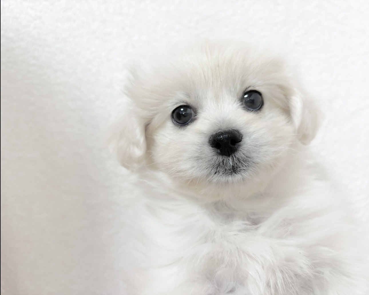 群馬県のペキプー(ペキニーズ×プードル) (かねだいペットトライアル桐生/2025年9月30日生まれ/女の子/ホワイト)の子犬の3枚目の画像