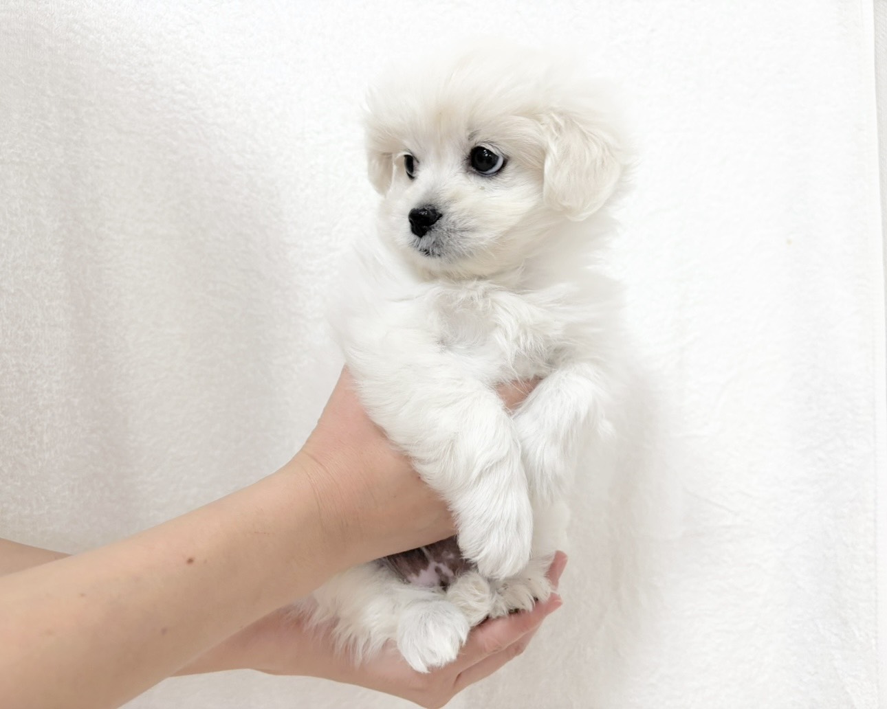 群馬県のペキプー(ペキニーズ×プードル) (かねだいペットトライアル桐生/2025年9月30日生まれ/女の子/ホワイト)の子犬の2枚目の画像