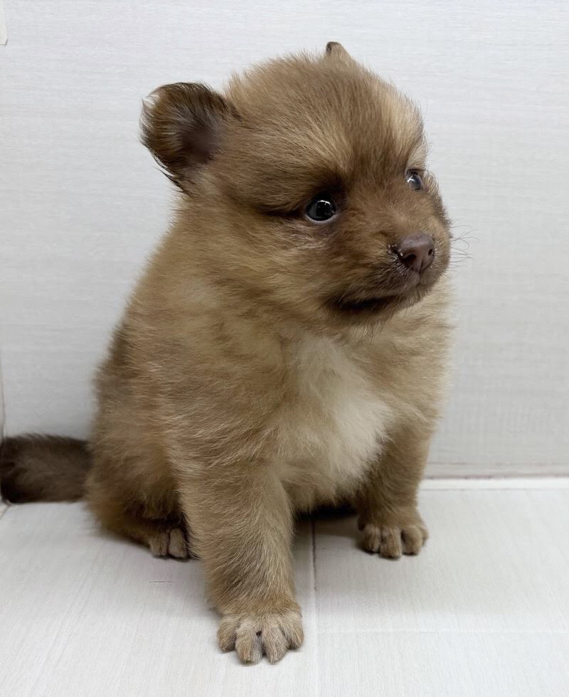 千葉県のポメラニアン (かねだい八千代店/2025年10月4日生まれ/男の子/ビーバー)の子犬の1枚目の画像