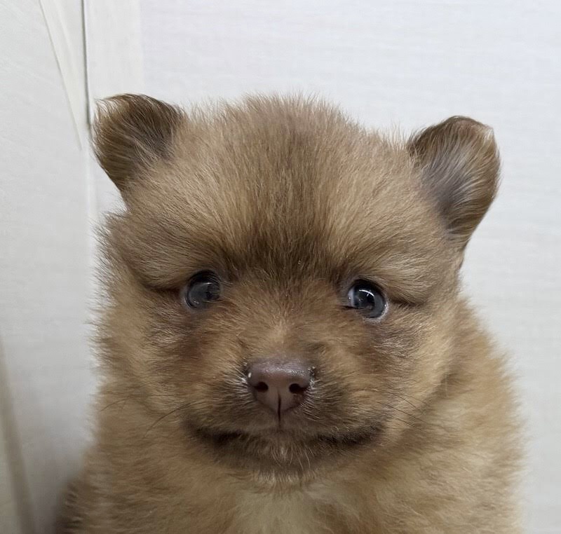 千葉県のポメラニアン (かねだい八千代店/2025年10月4日生まれ/男の子/ビーバー)の子犬の2枚目の画像