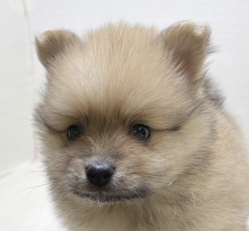 千葉県のポメラニアン (かねだい八千代店/2025年10月3日生まれ/男の子/オレンジ)の子犬の1枚目の画像