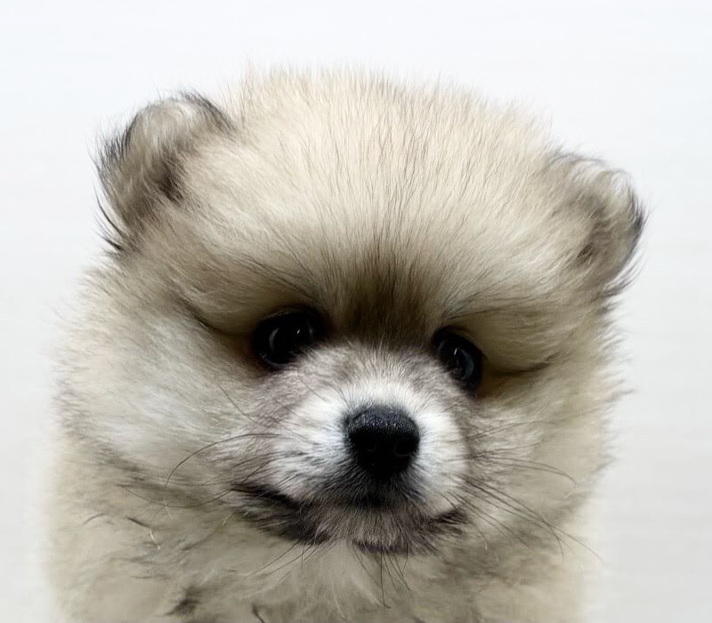 千葉県のポメラニアン (かねだい八千代店/2025年10月4日生まれ/女の子/オレンジ)の子犬の1枚目の画像