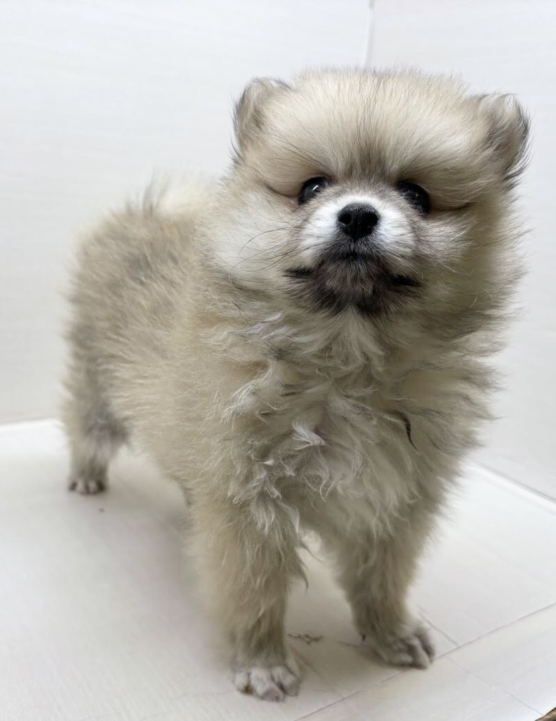 千葉県のポメラニアン (かねだい八千代店/2025年10月4日生まれ/女の子/オレンジ)の子犬の2枚目の画像