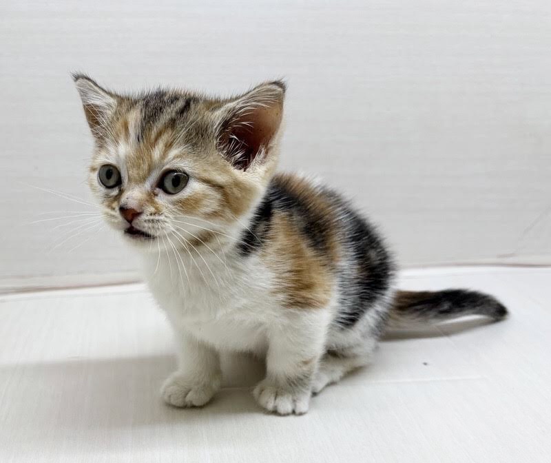 千葉県のミヌエット (かねだい八千代店/2025年10月3日生まれ/女の子/キャリコ)の子猫の1枚目の画像