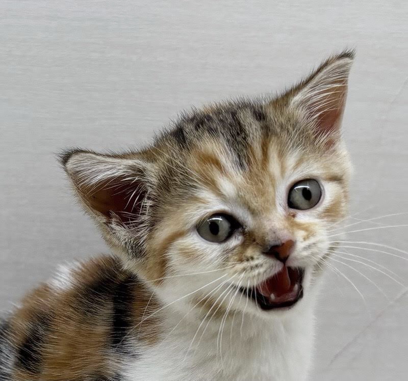 千葉県のミヌエット (かねだい八千代店/2025年10月3日生まれ/女の子/キャリコ)の子猫の2枚目の画像