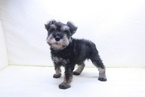 神奈川県のミニチュアシュナウザー (かねだい海老名店/2025年10月5日生まれ/男の子/ブラックシルバー)の子犬