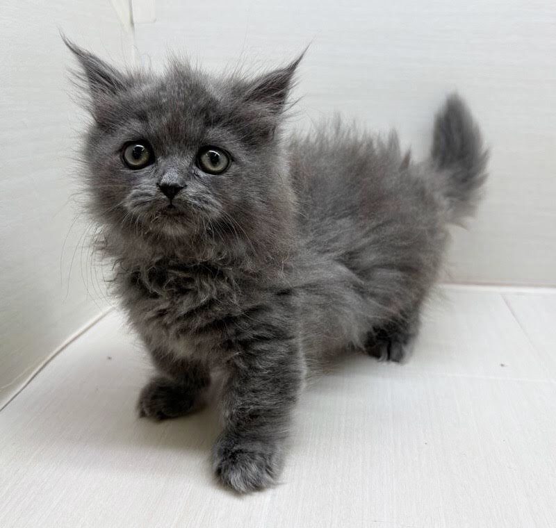 千葉県のミヌエット (かねだい八千代店/2025年10月1日生まれ/女の子/ブルー)の子猫の1枚目の画像