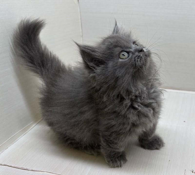 千葉県のミヌエット (かねだい八千代店/2025年10月1日生まれ/女の子/ブルー)の子猫の2枚目の画像