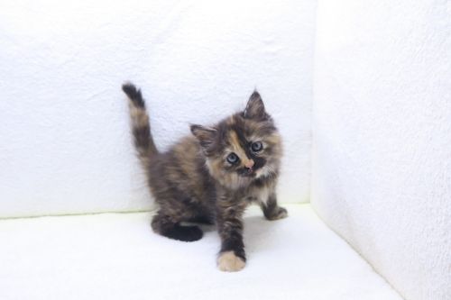 神奈川県のサイベリアン (かねだい海老名店/2025年10月5日生まれ/女の子/キャリコ)の子猫