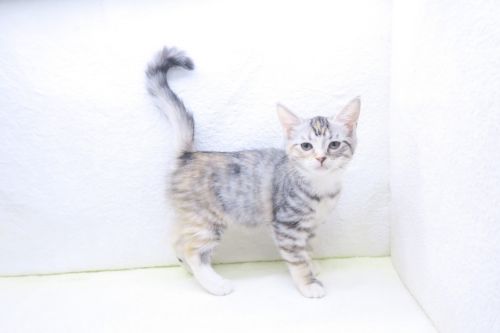 神奈川県のスコティッシュストレート (かねだい海老名店/2025年10月1日生まれ/女の子/シルバーパッチドタビーホワイト)の子猫