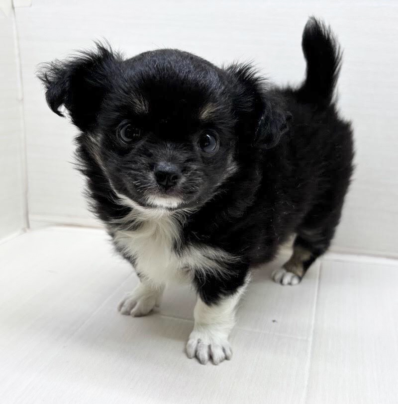 千葉県のチワックス(チワワ×ダックス) (かねだい八千代店/2025年10月4日生まれ/女の子/ブラックタン)の子犬の1枚目の画像