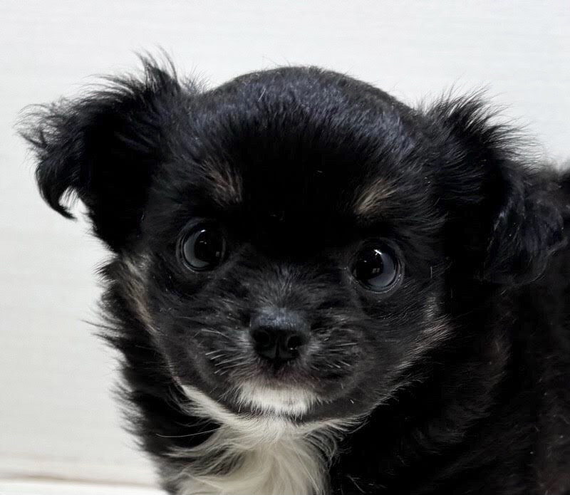 千葉県のチワックス(チワワ×ダックス) (かねだい八千代店/2025年10月4日生まれ/女の子/ブラックタン)の子犬の2枚目の画像