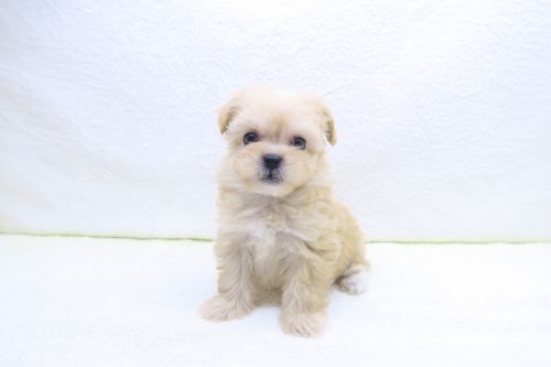 神奈川県のペキプー(ペキニーズ×プードル) (かねだい海老名店/2025年10月3日生まれ/女の子/アプリコット)の子犬