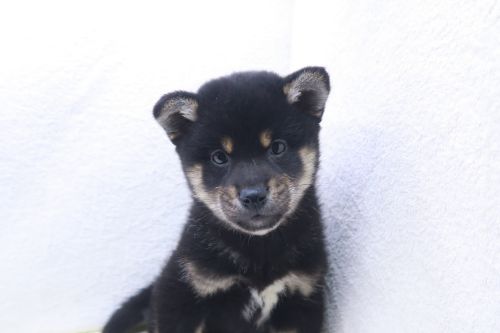 神奈川県の柴犬(標準サイズ) (かねだい海老名店/2025年9月28日生まれ/女の子/黒)の子犬