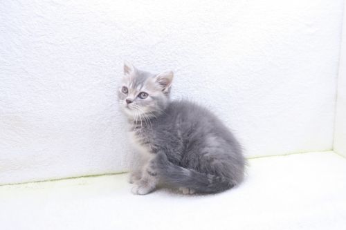 神奈川県のマンチカン (かねだい海老名店/2025年10月2日生まれ/女の子/ブルータビー)の子猫