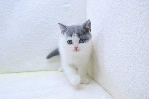 神奈川県のマンチカン (かねだい海老名店/2025年10月5日生まれ/女の子/ブルーホワイト)の子猫