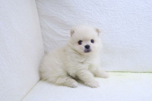 神奈川県のハーフ犬・ミックス犬 (かねだい海老名店/2025年10月5日生まれ/男の子/クリーム)の子犬