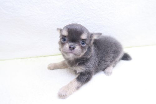 神奈川県のチワワ(ロング) (かねだい海老名店/2025年10月6日生まれ/女の子/ブルータンホワイト)の子犬