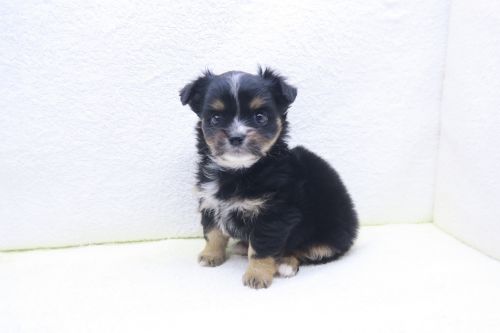 神奈川県のハーフ犬・ミックス犬 (かねだい海老名店/2025年10月1日生まれ/男の子/ブラックタンホワイト)の子犬