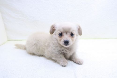 神奈川県のチワックス(チワワ×ダックス) (かねだい海老名店/2025年10月3日生まれ/女の子/クリーム)の子犬