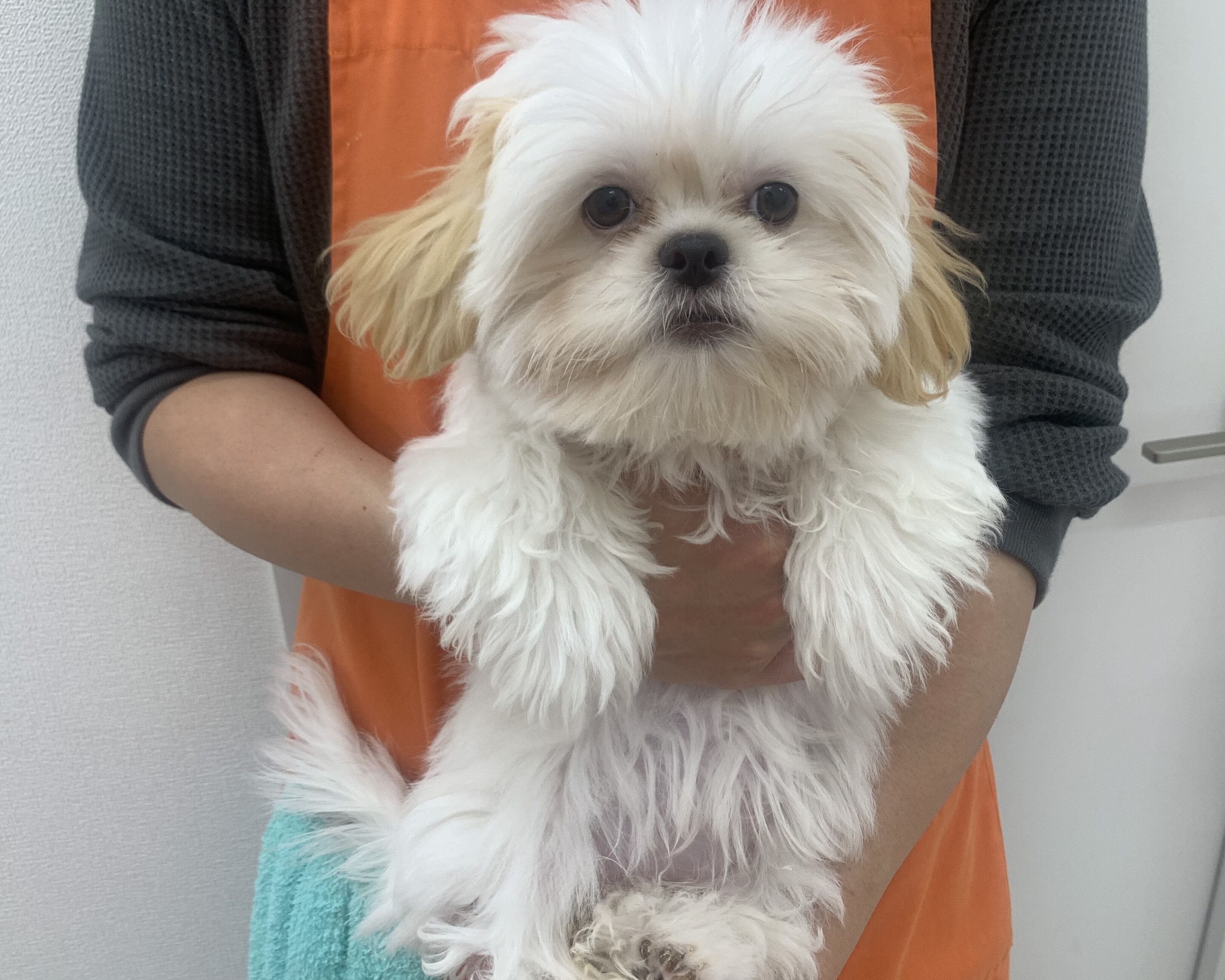 千葉県のハーフ犬・ミックス犬 (かねだい千葉店/2025年7月25日生まれ/女の子/その他色)の子犬の1枚目の画像