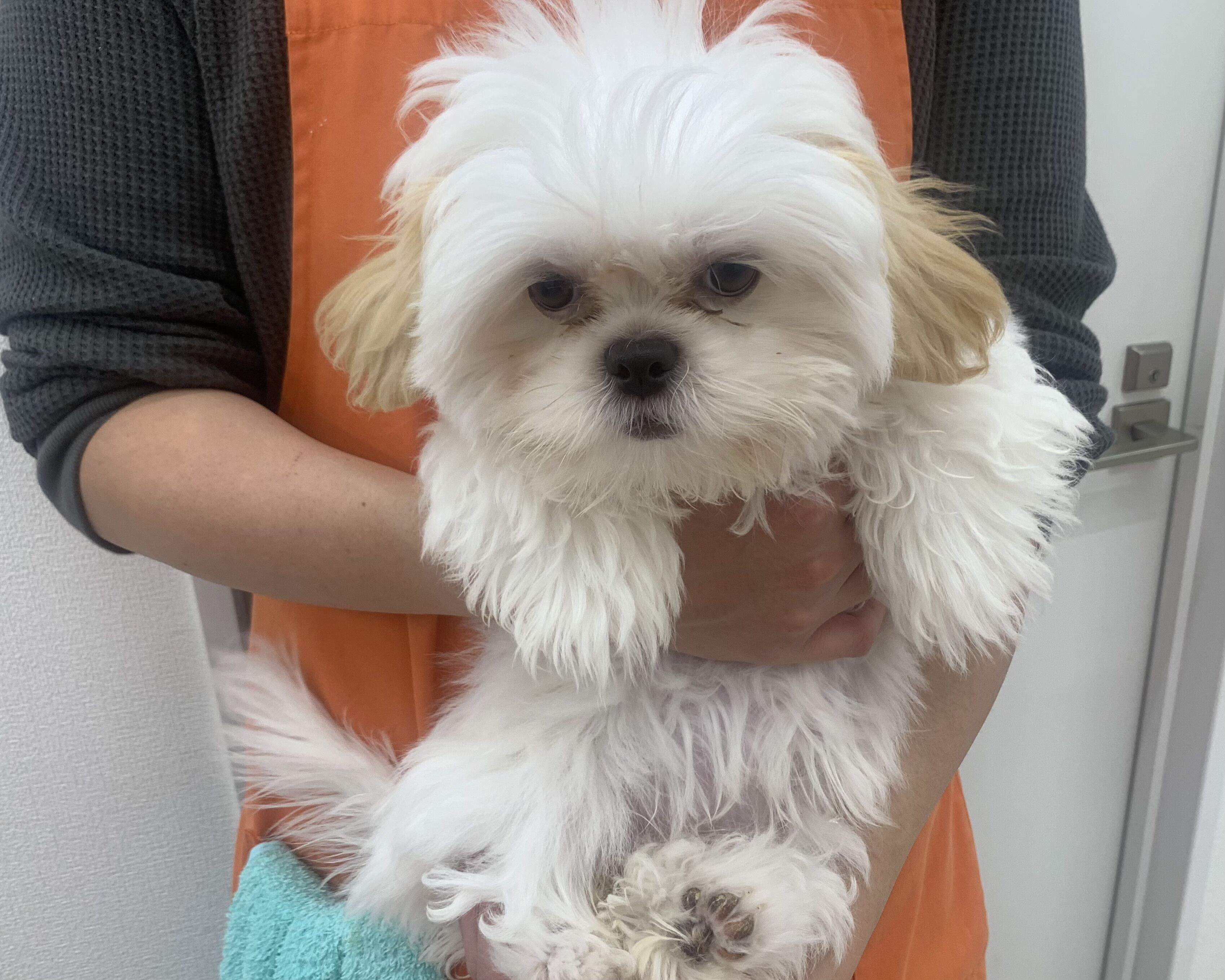 千葉県のハーフ犬・ミックス犬 (かねだい千葉店/2025年7月25日生まれ/女の子/その他色)の子犬の2枚目の画像