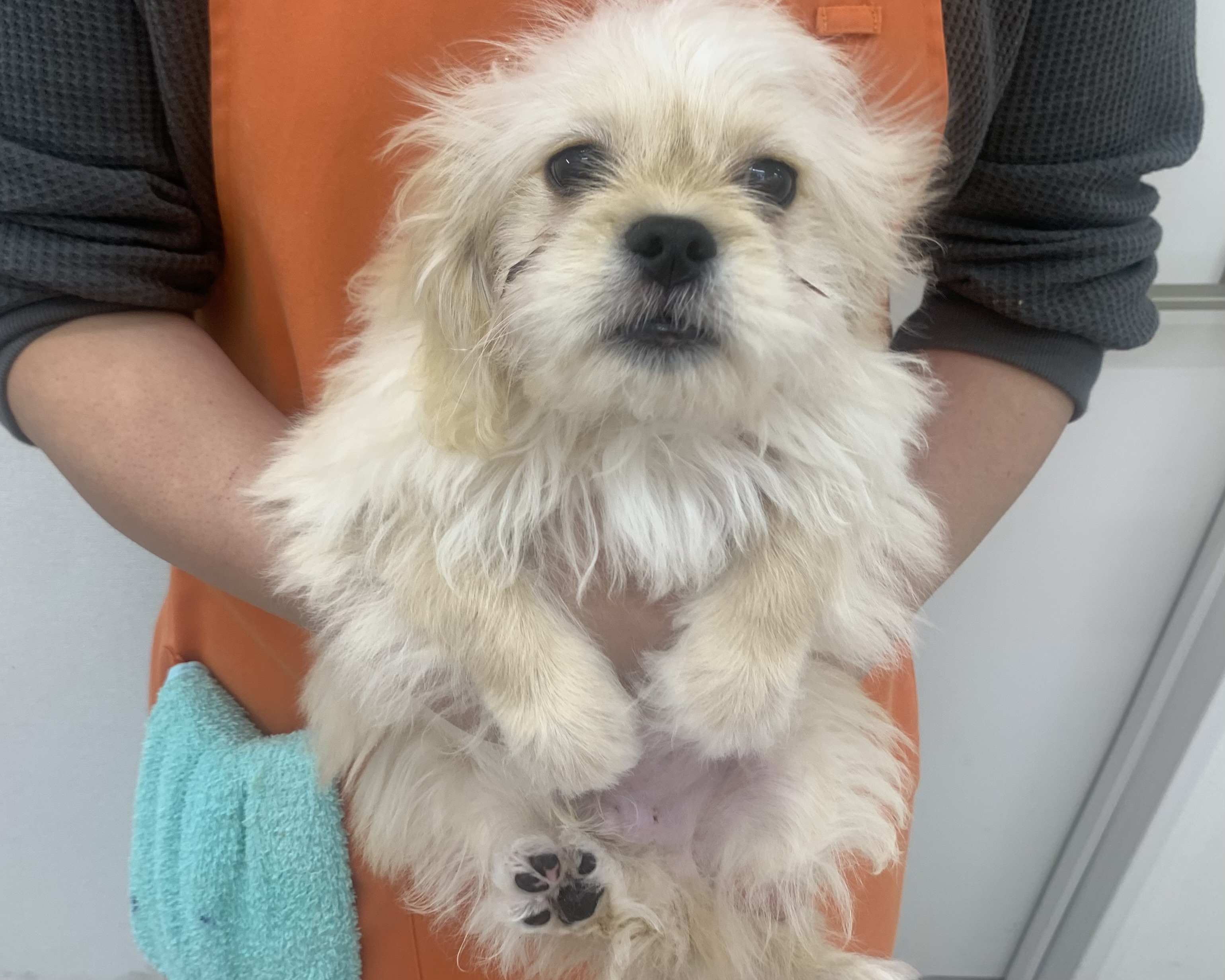 千葉県のハーフ犬・ミックス犬 (かねだい千葉店/2025年7月24日生まれ/男の子/その他色)の子犬の2枚目の画像