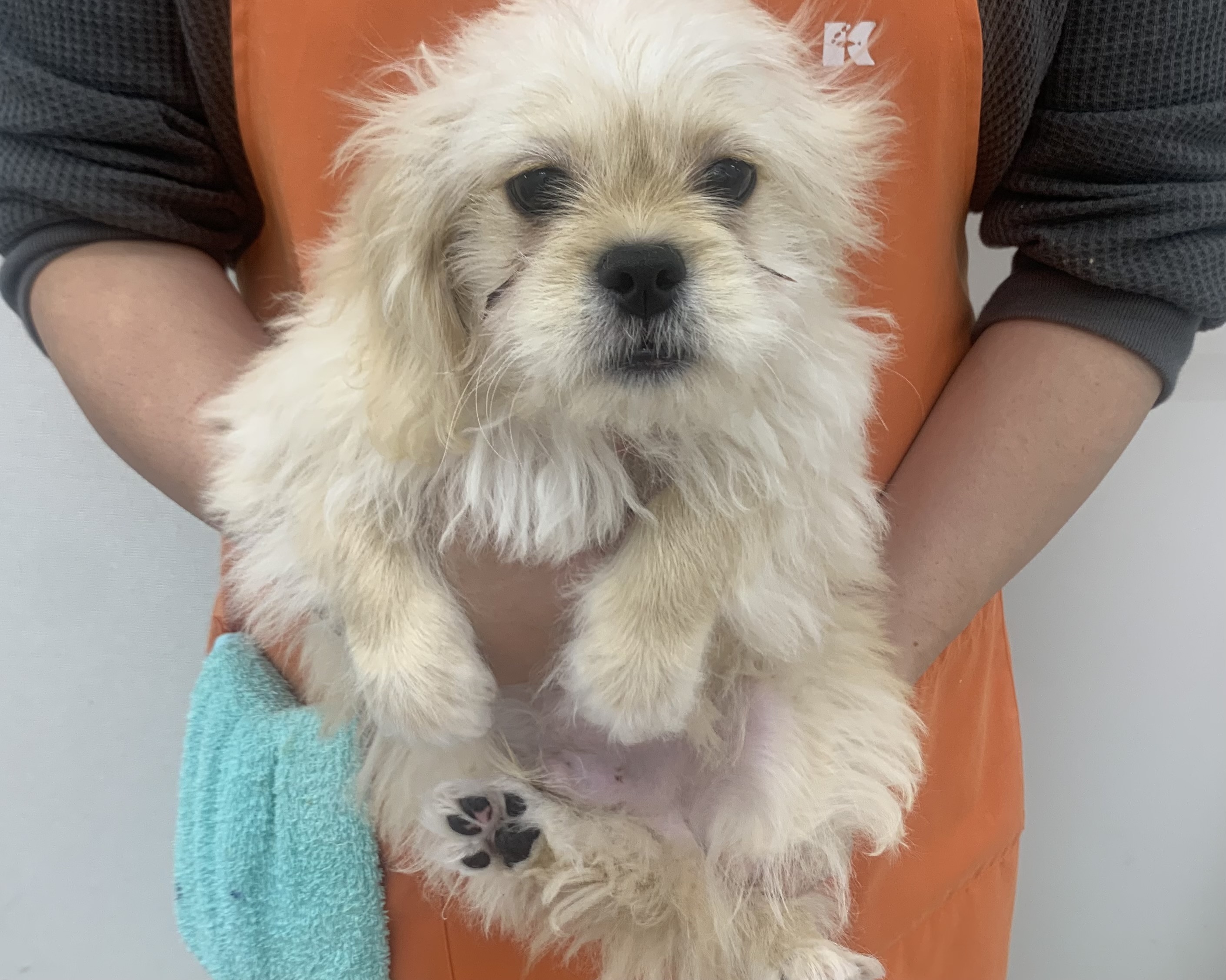 千葉県のハーフ犬・ミックス犬 (かねだい千葉店/2025年7月24日生まれ/男の子/その他色)の子犬の1枚目の画像