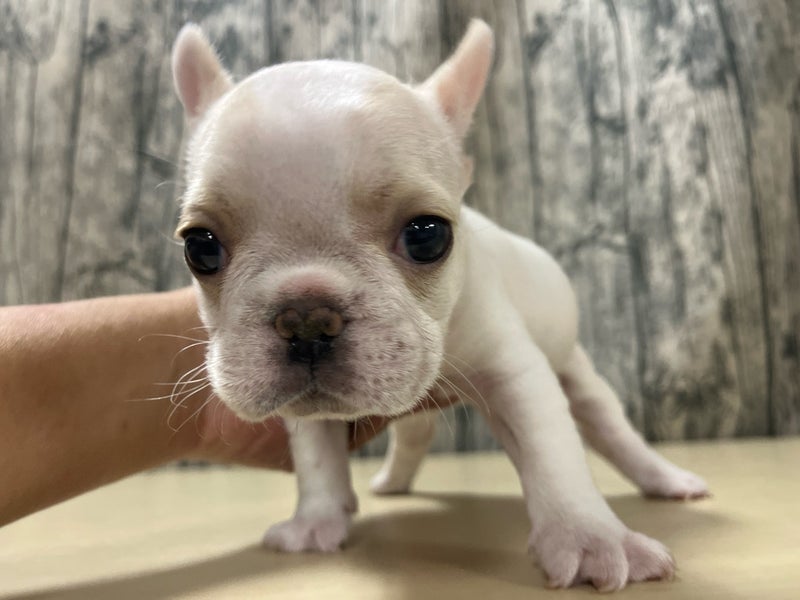 埼玉県のフレンチブルドッグ (かねだいアクアパーク店/2025年10月5日生まれ/女の子/クリーム)の子犬