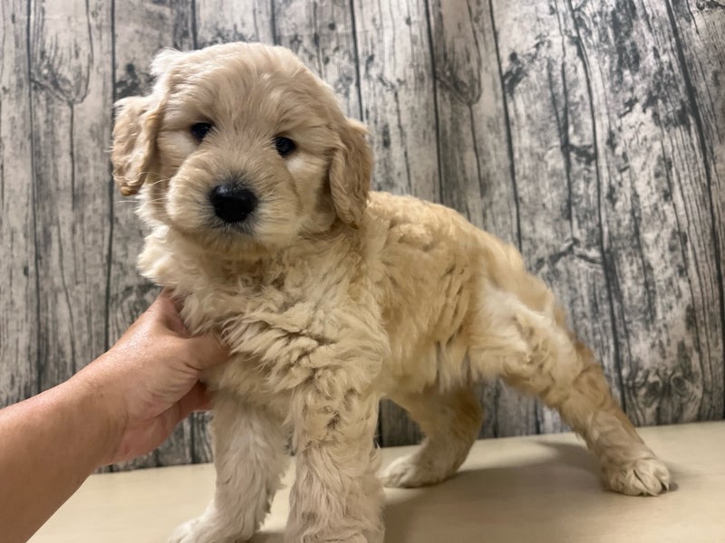 埼玉県のゴールデンドゥードゥル(ゴールデン×プードル) (かねだいアクアパーク店/2025年9月28日生まれ/女の子/ゴールド)の子犬
