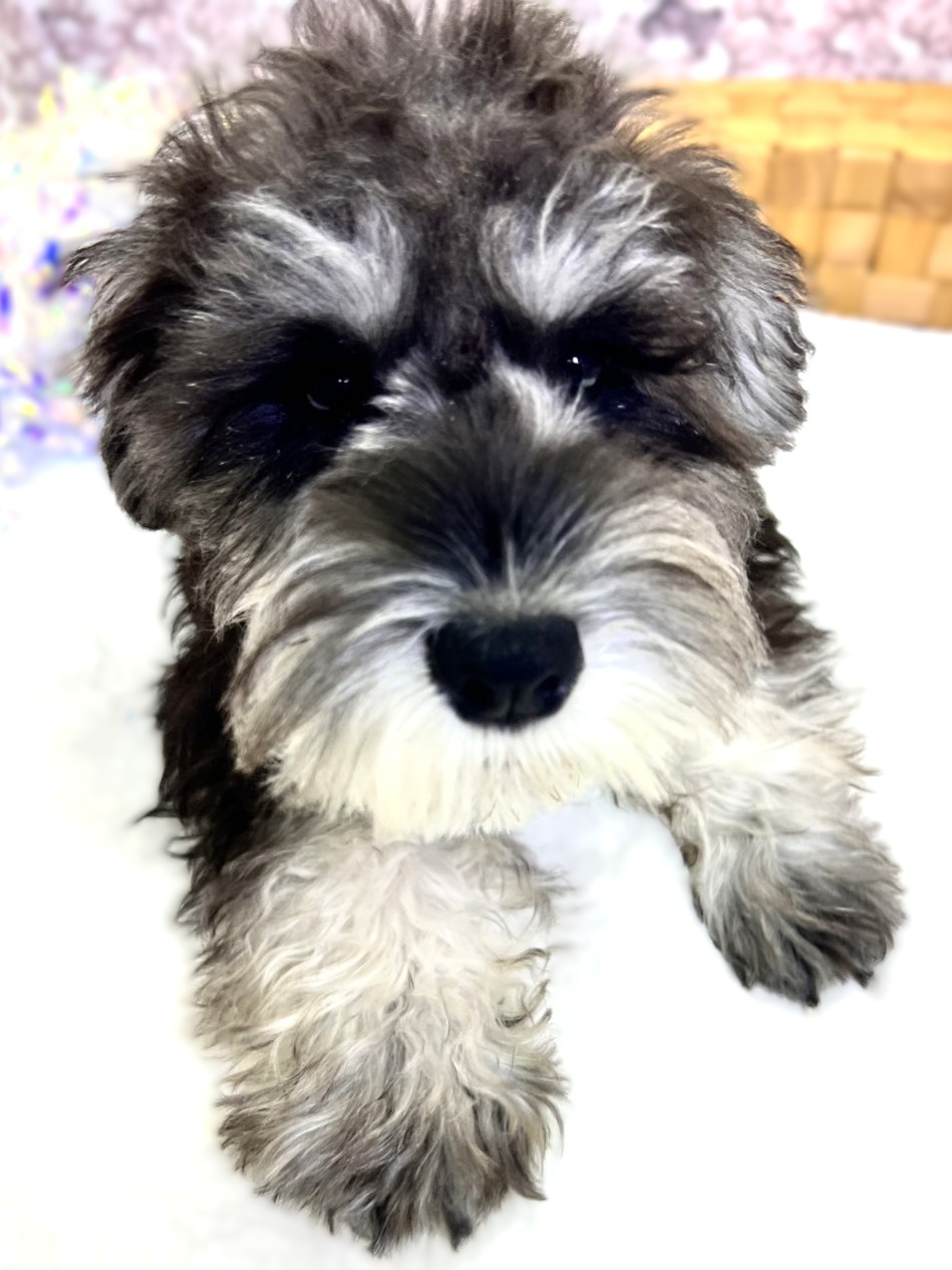 茨城県のミニチュアシュナウザー (かねだいペットトライアル利根川/2025年7月26日生まれ/男の子/ソルトペッパー)の子犬の3枚目の画像