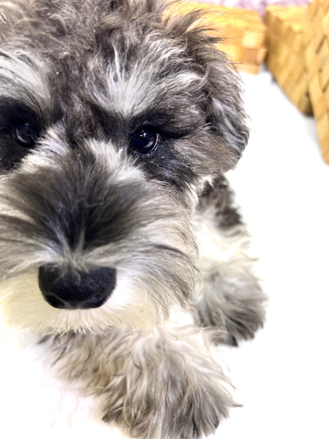 茨城県のミニチュアシュナウザー (かねだいペットトライアル利根川/2025年7月26日生まれ/男の子/ソルトペッパー)の子犬の4枚目の画像